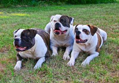 美国斗牛犬 3只狗 狗躺着 狗摆姿势 公斗牛犬 雌性斗牛犬