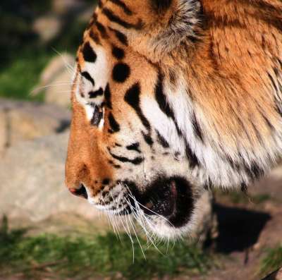 老虎 荒野 动物 捕食者 野猫 头 危险的 食肉动物 哺乳动物