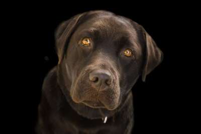 拉布拉多犬 脸 棕色 特写 狗 动物 宠物 可爱的 猎犬 犬类