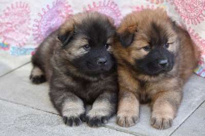 狗 小狗 年轻的狗 女性Eurasier 婊子Plinn