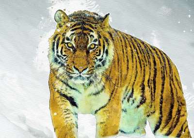 Amurtiger 老虎 大猫 西伯利亚 捕食者 食肉动物 危险的