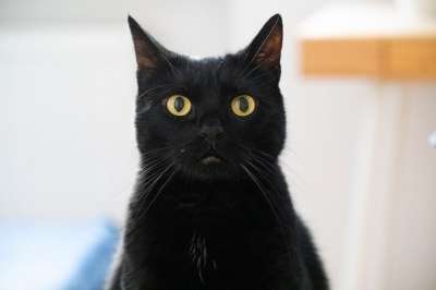 猫 黑色的 家畜 动物 小猫 家猫 猫眼 动物肖像 看法