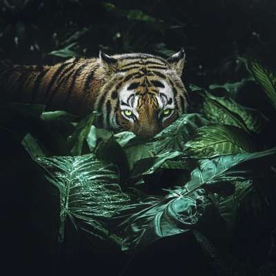 动物 老虎 哺乳动物 物种 动物群 丛林 墙纸 食肉动物 野生猫