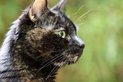 猫 宿醉 玳瑁 Katzenkopf 猫肖像 家猫 家畜 猫眼