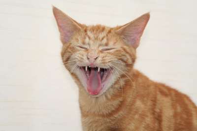 猫 小猫 宠物 动物 国内的 猫科动物 基蒂 红色的 虎斑猫