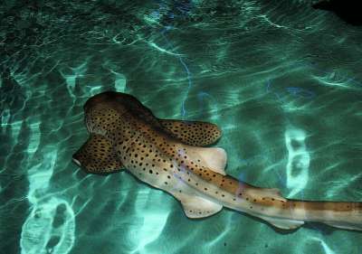 动物 自然 老虎 鱼 水 水族馆