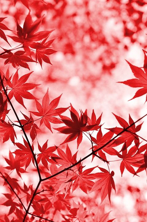枫 秋天 树叶 叶子 秋天的树叶 秋叶 秋天的颜色 金秋时节