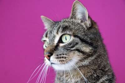 猫 宿醉 动物 猫眼 自豪地 小猫 灰色的 鲭鱼 动物肖像
