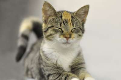 动物 可爱的 猫 哺乳动物 家畜 小猫 年轻 小的 大花猫