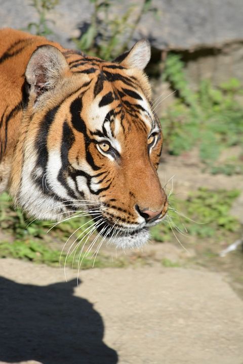 野生动物 动物 猫 老虎 捕食者