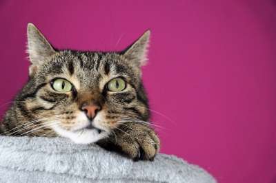 猫 鼻子 脸 耳朵 看法 家畜 动物 眼睛 视图 野生动物