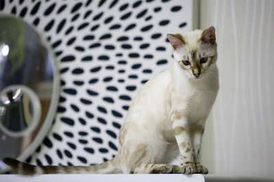 孟加拉猫 宝贝猫 白色的猫 孟加拉 宠物 猫 猫的图片 动物