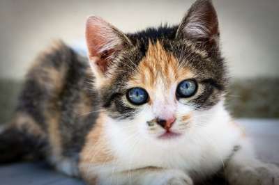 猫咪 动物医院 肖像 哺乳动物 捕食者 毛皮 小猫 可爱的