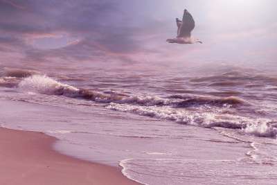 景观 幻想 幻想风景 海鸥 飞行 海 波浪 海滩 天空 云