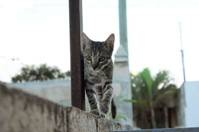 可爱 小猫咪 小猫 吉祥物 猫科动物 肖像 甜 猫 晶须 多毛