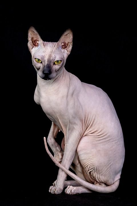 哺乳动物 宠物 一 可爱 猫 动物 家 坐 狮身人面像