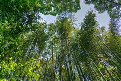 日本 岚山 竹林 天空 绿色 京都 地标 田园风光 吸引力