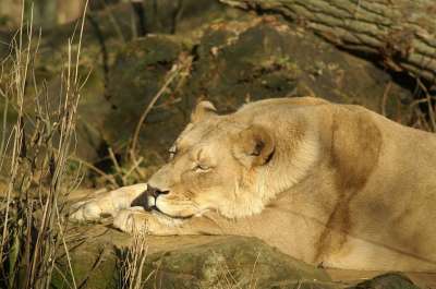 狮子 母狮 大猫 野生动物 猫 肖像 睡觉 暮光 捕食者