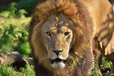 狮子 捕食者 危险的 鬃毛 大猫 男性 动物园 野生动物 非洲