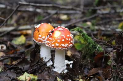 蘑菇 毒菌 自然 森林 木头 年轻 有毒 积分 森林地面 帽