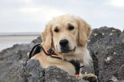 狗 金毛猎犬 海滩 宠物 犬类 动物 外部 金毛猎犬塞雷纳