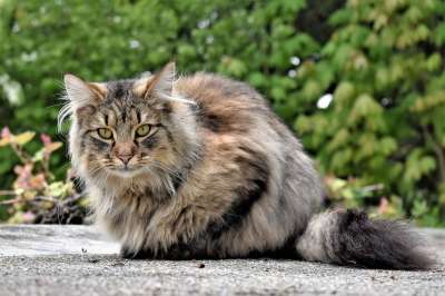 猫 动物 肖像 可爱的 头 野猫 森林猫 邻居的猫 脸 猫肖像
