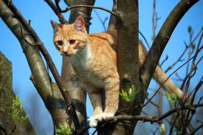 猫 小猫 红虎斑 红猫 鲭鱼 猫宝宝 家猫 年轻的猫 大花猫