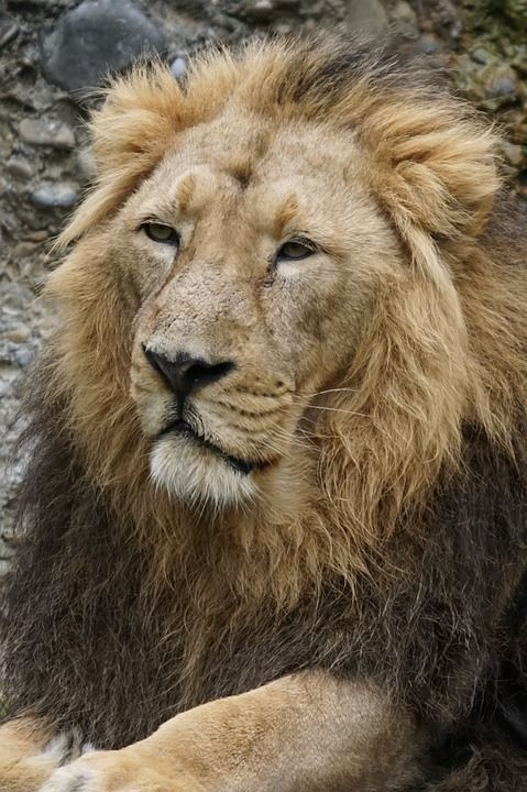 印度狮子 狮子 大猫 男性 捕食者