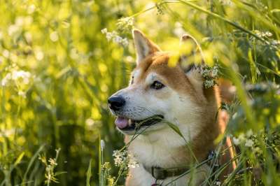 柴 柴犬 狗 宠物 可爱的 日本人 犬 纯种 微笑 动物