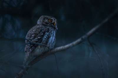 欧亚侏儒猫头鹰 猫头鹰 鸟 Glaucidium Passerinum