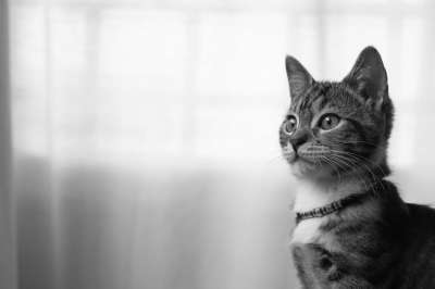 猫 猫科动物 动物 吉祥物