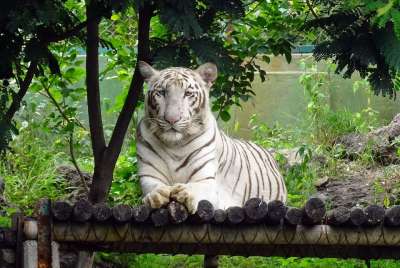 老虎 白色的老虎 猫 动物 野生动物 荒野 猫科动物 捕食者 大