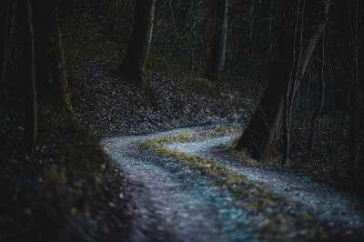 森林 踪迹 树木 小路 森林特征 森林路径 林地 灌木丛