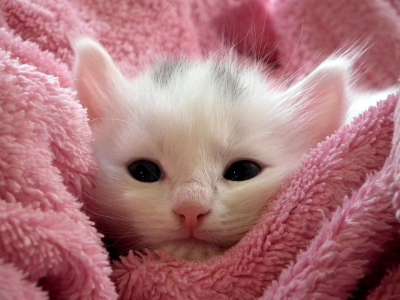 小猫 猫 毛茸茸的猫 可爱 动物 毛皮 特写 西伯利亚 纵向