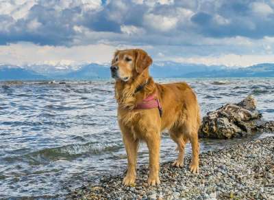 狗 康斯坦茨湖 金毛猎犬 海滩 冬天 毛皮 阳光明媚 玩