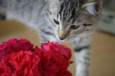 老虎 家畜 动物 眯 玫瑰 猫 情人节