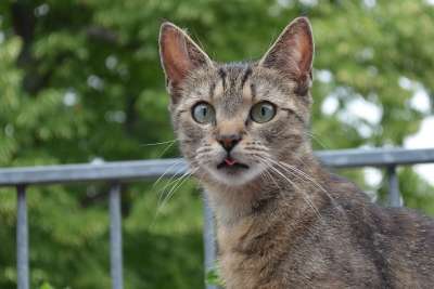 猫宝宝 猫 小猫 家猫 好奇的 天鹅绒爪子 年轻的猫