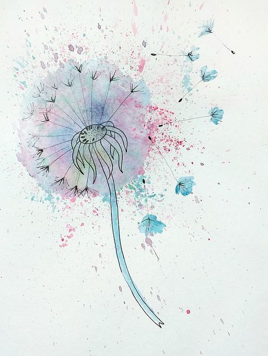 花卉 蒲公英 艺术 植物学 工厂 画画 草图 绘画 水彩