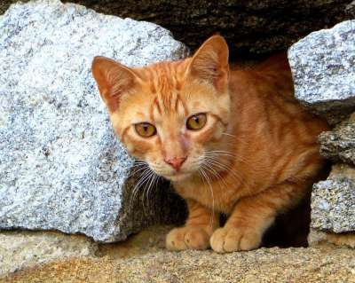 猫 小猫 年轻的猫 猫宝宝 红猫 动物 家畜 宿醉 家猫 石墙