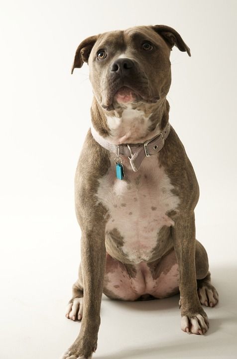 Pitbull 狗 坐着 忠诚的狗眼 可信 眼睛