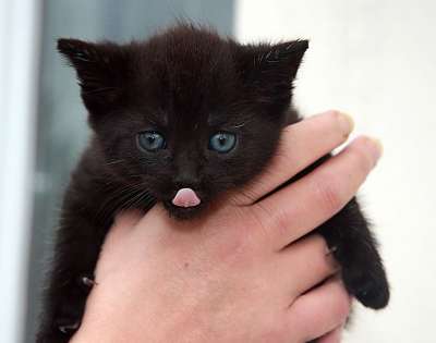 猫 油灰 小猫 可爱的 家畜 动物 家猫 幼兽 黑色的 宝贝猫
