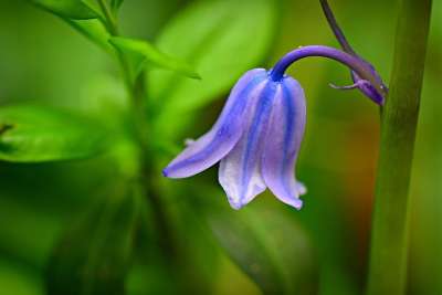 风信子 花 植物 春天的时候 林地 干 茎 花瓣 青春