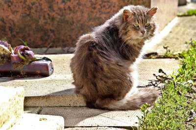 猫 猫科动物 老虎 哺乳动物 可爱 肖像 毛皮 驯化 小胡子