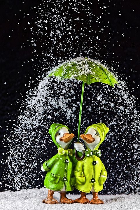鹅 很少 雪 冬天 雨伞 人物 乐趣 野生动物 可爱的