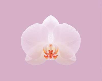高清壁纸 花 兰花 自然 植物学 盛开 开花 花瓣 特写 生长