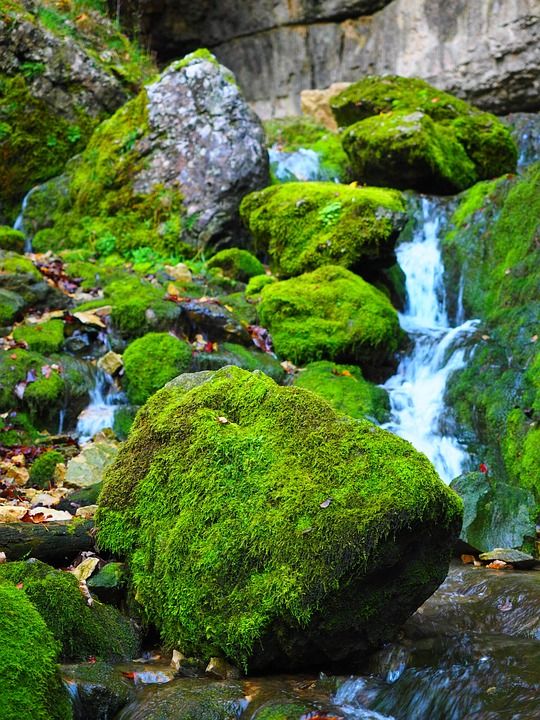 埃尔萨赫 溪 苔藓 自然 法尔肯施泰纳洞穴 用她的 Alb 水洞