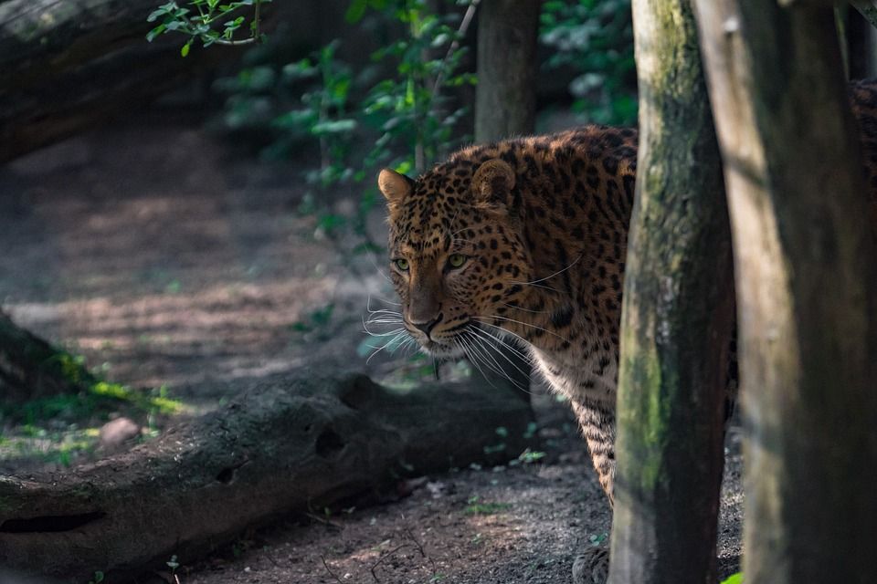 自然, 木头, 野生动物, 猫, 树, 豹, 捕食者, 食肉动物, 动物