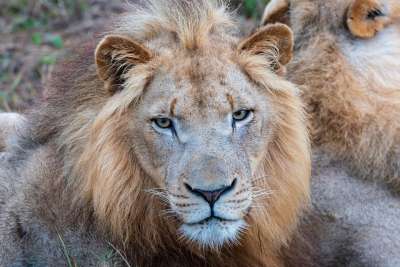 非洲 狮子 苹果浏览器 捕食者 动物 野生动物 猫 大猫