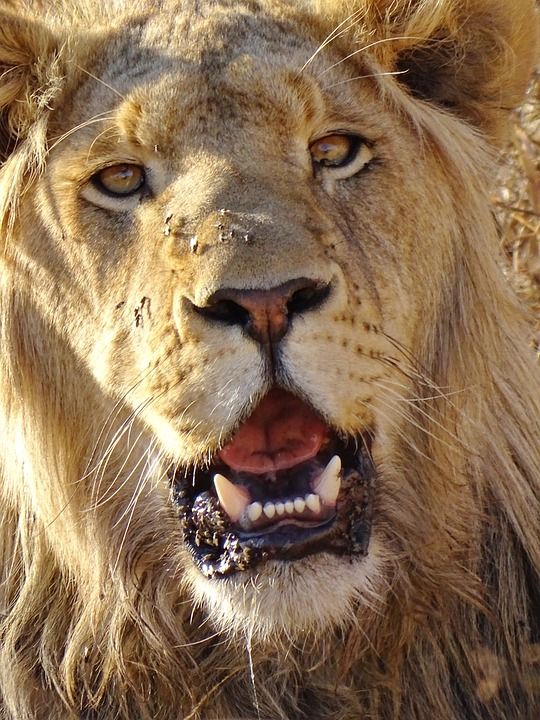 狮子 野生动物 非洲 苹果浏览器 捕食者 动物 自然 南非 大猫