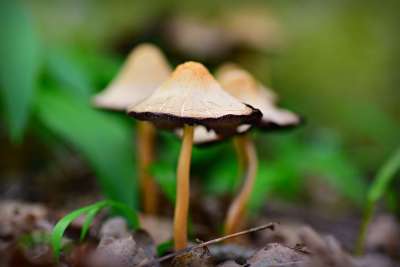 蘑菇 蘑菇菇 菌 干 帽 潮湿 森林 绿色的森林